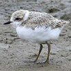 Snowy Plover